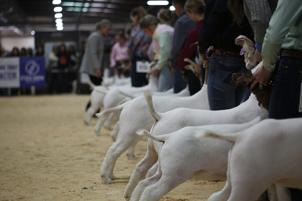 Goats rear facing lined up at a show.