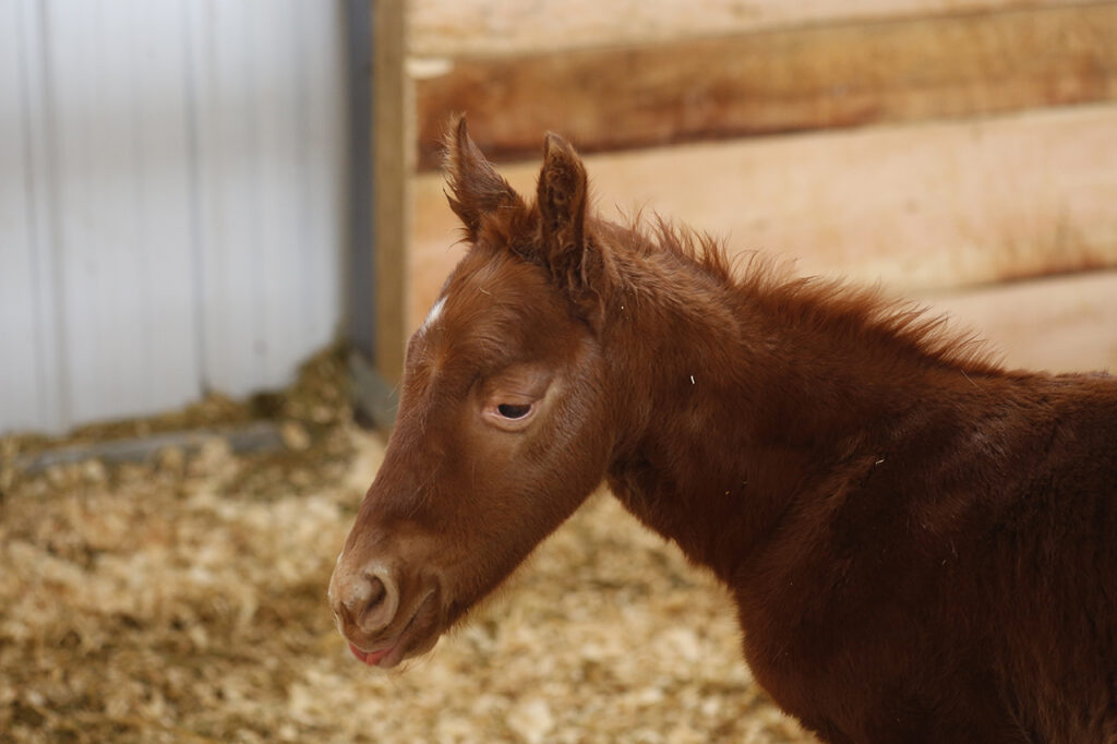 Baby brown horse sticking out its tongue