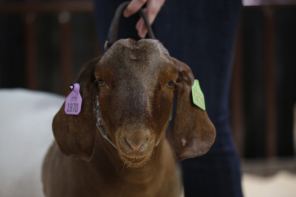 Brown headed goat staring straight at the camera.